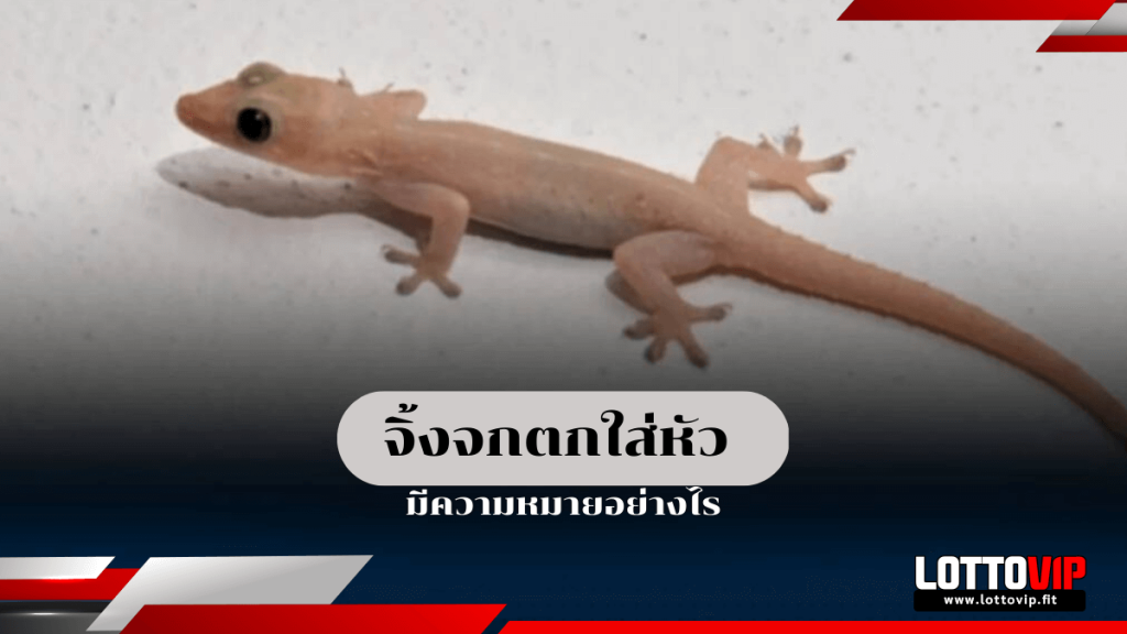 จิ้งจกตกใส่หัว