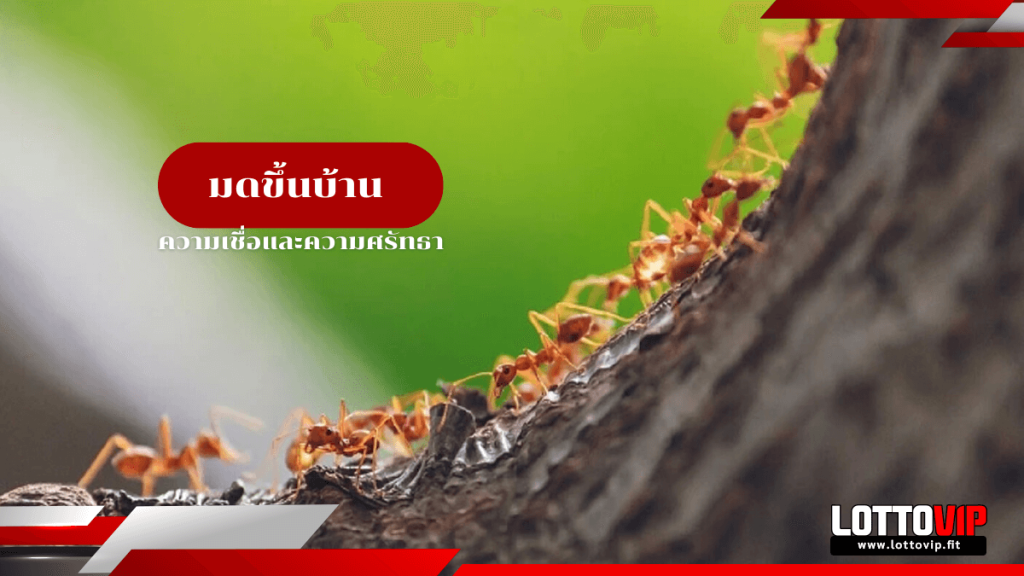 มดขึ้นบ้าน ความเชื่อ