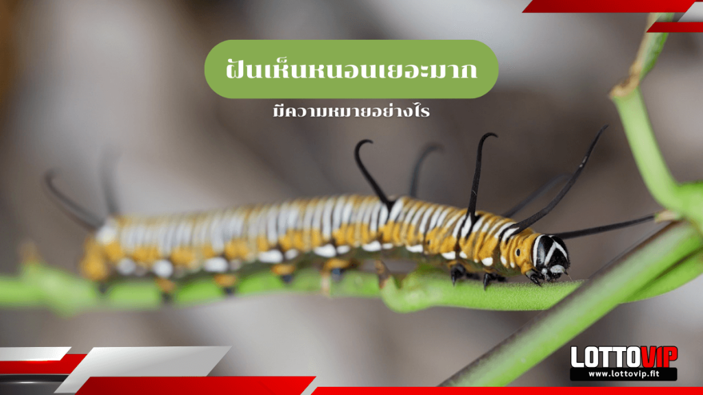 ฝันเห็นหนอนเยอะมาก