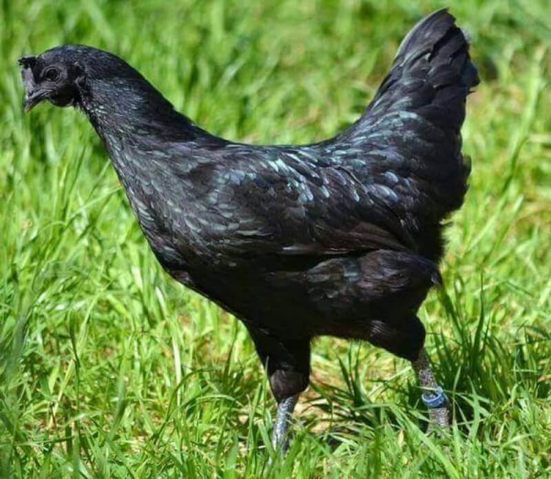 ไก่ตัวสีดำ